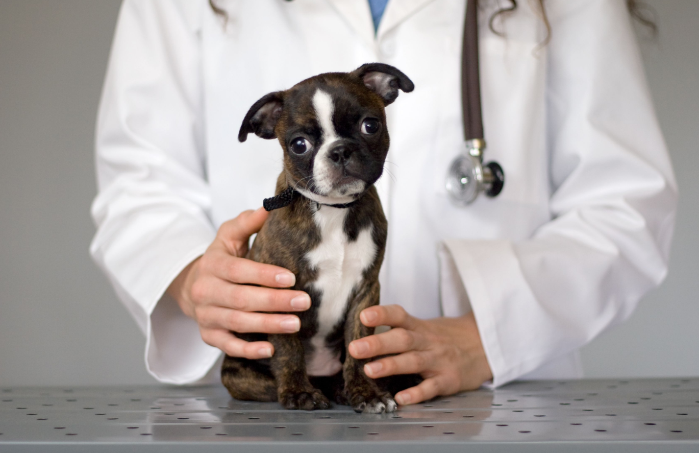 预防狗或幼犬感染犬细小病毒的8个提示